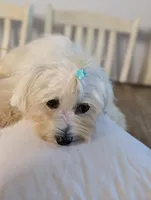 Citrus , a male Coton de Tulear for sale in Anna, IL – 7 of 7