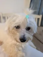 Citrus , a male Coton de Tulear for sale in Anna, IL – 3 of 7