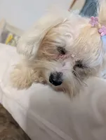 Benny, a male Coton de Tulear for sale in Anna, IL – 3 of 7