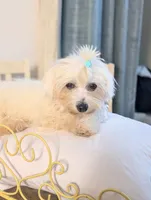 Citrus , a male Coton de Tulear for sale in Anna, IL – 4 of 7