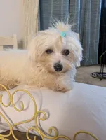 Citrus , a male Coton de Tulear for sale in Anna, IL – 1 of 7