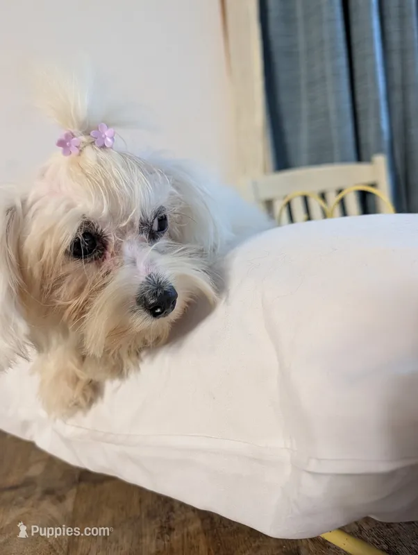 Benny – Coton de Tulear puppy for sale in Anna, IL