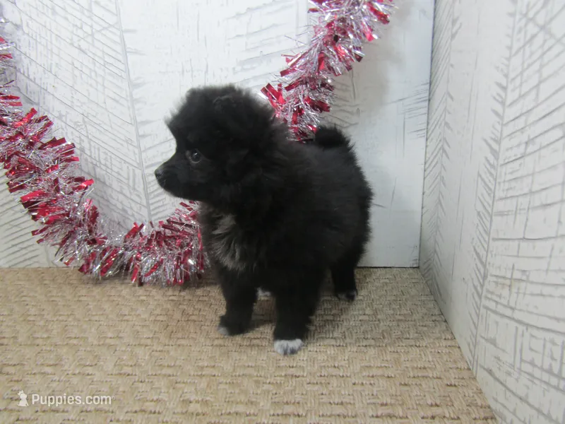 Carrie – Pomeranian puppy for sale in Shipshewana, IN