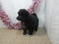 Carrie, a male Pomeranian for sale in Shipshewana, IN – 5 of 6