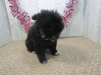 Carrie, a male Pomeranian for sale in Shipshewana, IN – 2 of 6