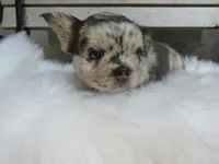 Gus, a male French Bulldog for sale in Shipshewana, IN – 2 of 6