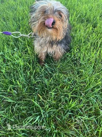Oscar – Yorkipoo puppy for sale in Shipshewana, IN