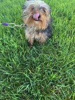 Oscar, a male Yorkshire Terrier and Poodle - Toy  for sale in Shipshewana, IN – 1 of 6