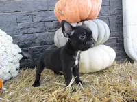 Bella, a female French Bulldog and Frenchton for sale in Shipshewana, IN – 4 of 5