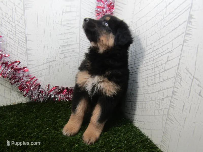 JORGE – German Shepherd Dog puppy for sale in Shipshewana, IN