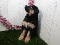 JORGE, a male German Shepherd Dog for sale in Shipshewana, IN – 1 of 7