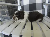 Jade , a female Cocker Spaniel for sale in Shipshewana, IN – 5 of 5