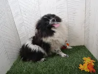 Vera , a female Pomeranian for sale in Shipshewana, IN – 4 of 6