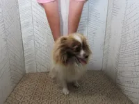 Sadie , a female Pomeranian for sale in Shipshewana, IN – 2 of 5