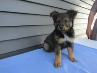 Bear , a male Shetland Sheepdog and Miniature Australian Shepherd for sale in Shipshewana, IN – 4 of 7