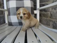 Clay , a male Cocker Spaniel for sale in Shipshewana, IN – 2 of 6