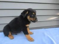Bentley, a male Shetland Sheepdog and Miniature Australian Shepherd for sale in Shipshewana, IN – 2 of 6