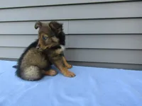 Bear , a male Shetland Sheepdog and Miniature Australian Shepherd for sale in Shipshewana, IN – 6 of 7