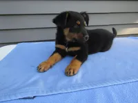 Bentley, a male Shetland Sheepdog and Miniature Australian Shepherd for sale in Shipshewana, IN – 3 of 6