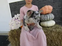 Gus Fluffy , a male French Bulldog for sale in Shipshewana, IN – 7 of 7