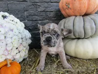 Leo, a female French Bulldog and Frenchton for sale in Shipshewana, IN – 2 of 5