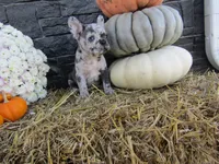Max, a female French Bulldog and Frenchton for sale in Shipshewana, IN – 3 of 7