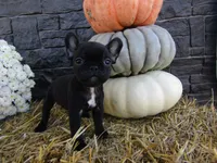 Bella, a female French Bulldog and Frenchton for sale in Shipshewana, IN – 5 of 5