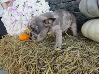 Leo, a female French Bulldog and Frenchton for sale in Shipshewana, IN – 5 of 5