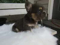 Theo, a male French Bulldog for sale in Shipshewana, IN – 4 of 5