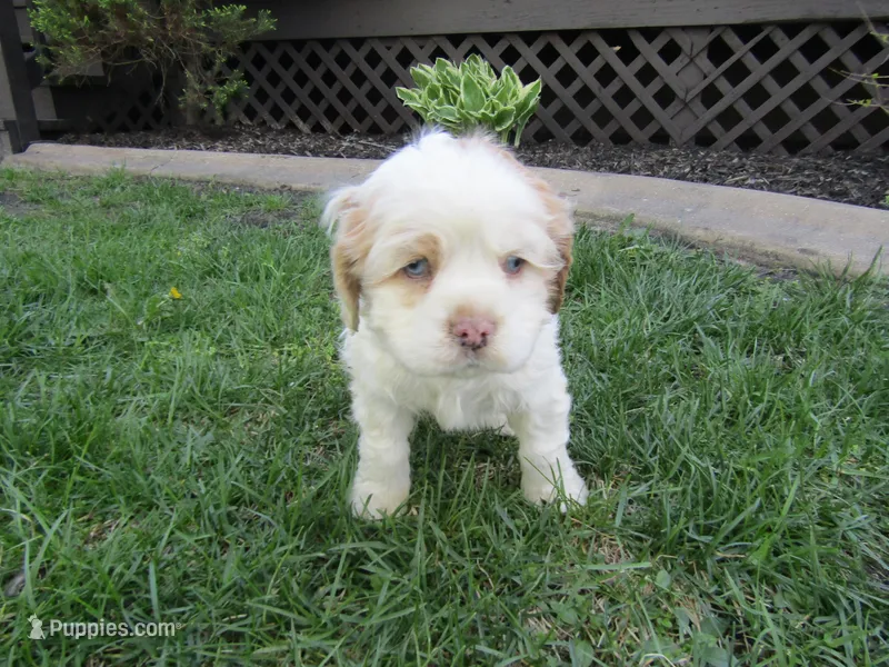 Mable – Cocker Spaniel puppy for sale in Shipshewana, IN