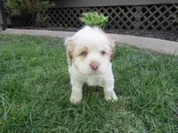 Mable, a female Cocker Spaniel for sale in Shipshewana, IN – Photo 1 of 5