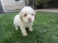 Mable, a female Cocker Spaniel for sale in Shipshewana, IN – Photo 3 of 5