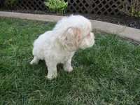 Mable, a female Cocker Spaniel for sale in Shipshewana, IN – Photo 4 of 5