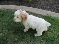 Mable, a female Cocker Spaniel for sale in Shipshewana, IN – Photo 2 of 5