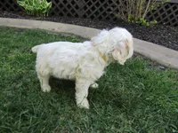 Mable, a female Cocker Spaniel for sale in Shipshewana, IN – Photo 5 of 5