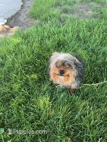 Oscar – Yorkshire Terrier, Poodle - Toy  puppy for sale in Shipshewana, IN