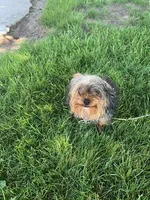 Oscar, a male Yorkshire Terrier and Poodle - Toy  for sale in Shipshewana, IN – 5 of 6