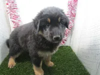JORGE, a male German Shepherd Dog for sale in Shipshewana, IN – 6 of 7