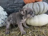 Leo, a female French Bulldog and Frenchton for sale in Shipshewana, IN – 3 of 5