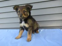 Bear , a male Shetland Sheepdog and Miniature Australian Shepherd for sale in Shipshewana, IN – 5 of 7