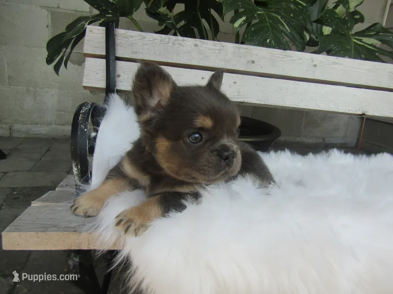 Theo – French Bulldog puppy for sale in Shipshewana, IN