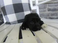 Joslin, a female Cocker Spaniel for sale in Shipshewana, IN – 2 of 5