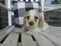 Jaki, a female Cocker Spaniel for sale in Shipshewana, IN – 4 of 5