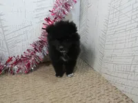 Carrie, a male Pomeranian for sale in Shipshewana, IN – 6 of 6