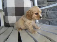 Clay , a male Cocker Spaniel for sale in Shipshewana, IN – 5 of 6