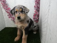 Jake, a male German Shepherd Dog for sale in Shipshewana, IN – 3 of 5