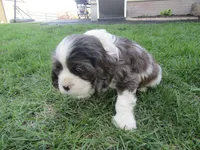 Emma, a female Cocker Spaniel for sale in Shipshewana, IN – Photo 3 of 6