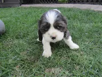 Emma, a female Cocker Spaniel for sale in Shipshewana, IN – Photo 2 of 6