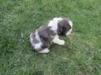 Emma, a female Cocker Spaniel for sale in Shipshewana, IN – Photo 6 of 6