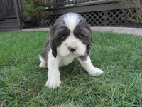 Emma, a female Cocker Spaniel for sale in Shipshewana, IN – Photo 5 of 6